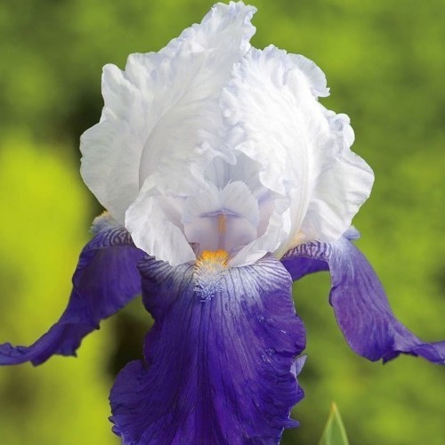 Iris germanica 'Arpege' - Aediiris 'Arpege'